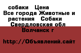 собаки › Цена ­ 2 500 - Все города Животные и растения » Собаки   . Свердловская обл.,Волчанск г.